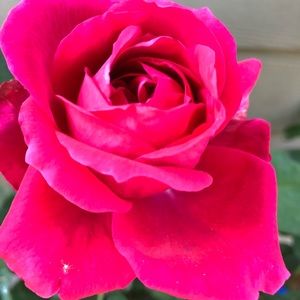 Meet your Posher, Justina